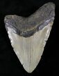 Bargain Megalodon Tooth - North Carolina #25778-2